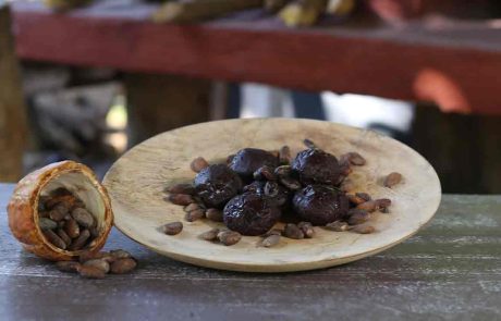 imagen-destacada-cacao